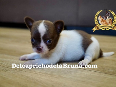 Chihuahua macho blanco y chocolate tamaño pequeño